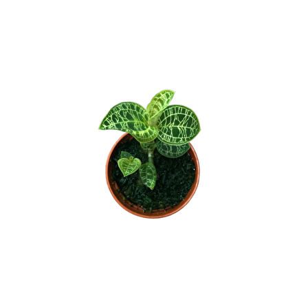 Macodes Petola (Mücevher Orkide)