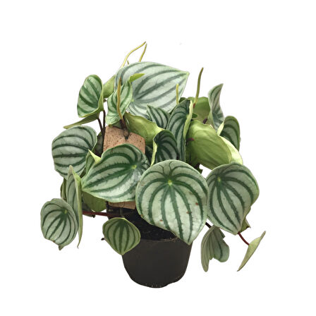 Peperomia Argyreia