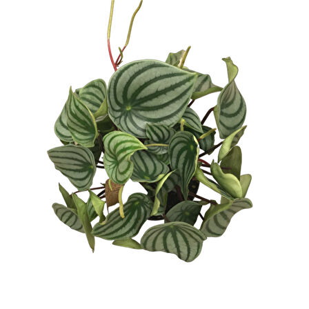 Peperomia Argyreia