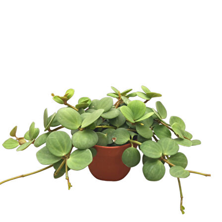 Peperomia Tetraphylla 'Hope' (Umut Sarmaşığı)