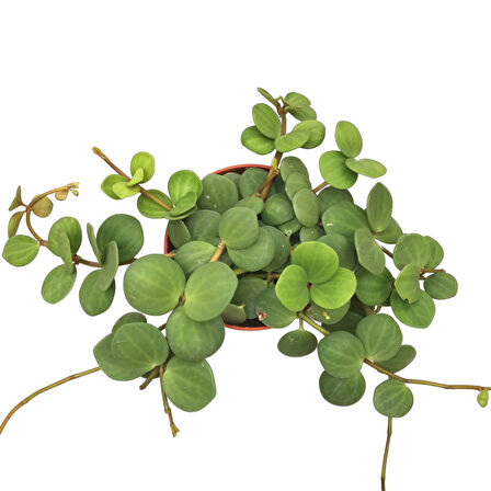 Peperomia Tetraphylla 'Hope' (Umut Sarmaşığı)