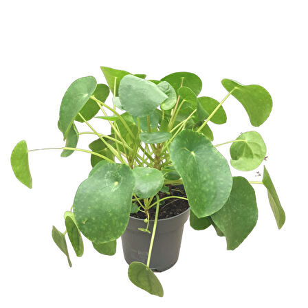 Pilea Peperomioides (Para Çiçeği)