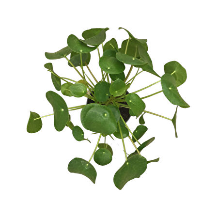 Pilea Peperomioides (Para Çiçeği)