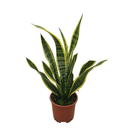 Sansevieria Trifasciata (Paşa Kılıcı)
