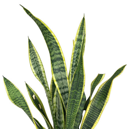 Sansevieria Trifasciata (Paşa Kılıcı)