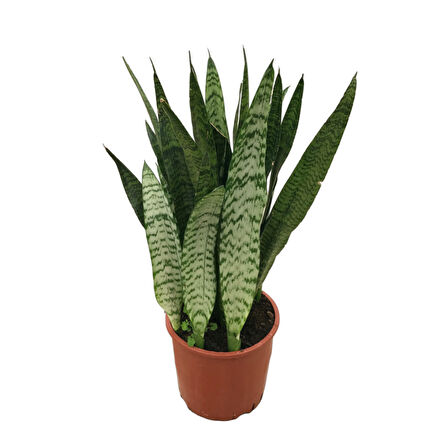 Sansevieria Zeylanica (Paşa Kılıcı)