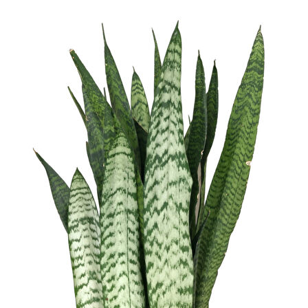 Sansevieria Zeylanica (Paşa Kılıcı)