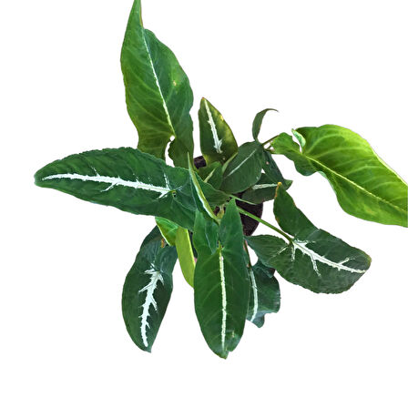 Syngonium Wendlandii (Melek Kanadı Çiçeği)