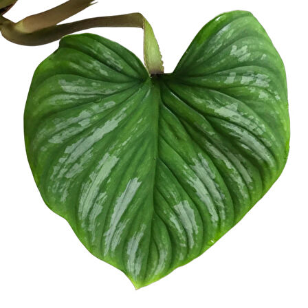 Philodendron 'Mamei'