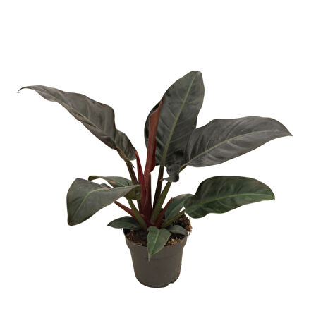 Philodendron 'Imperial Red'