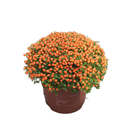 Nertera Granadensis 'Orange' (Mercan Boncuğu)