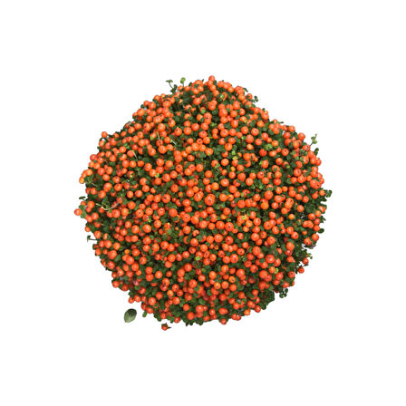 Nertera Granadensis 'Orange' (Mercan Boncuğu)