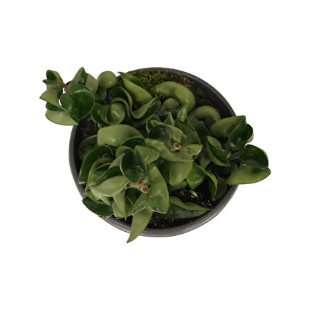 Hoya Carnosa 'Compacta' (Mum Çiçeği)