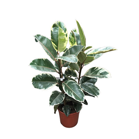 Ficus Elastica 'Tineke' (Kauçuk Çiçeği)