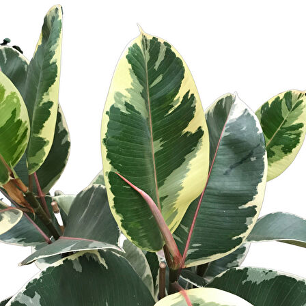 Ficus Elastica 'Tineke' (Kauçuk Çiçeği)