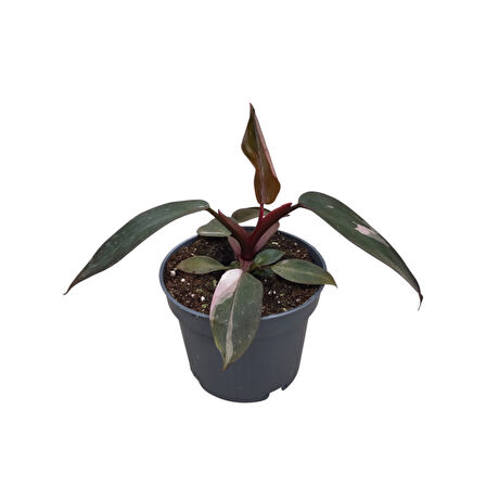 Philodendron 'Pink Princess'