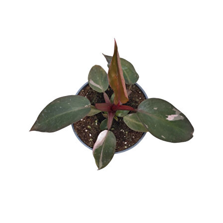 Philodendron 'Pink Princess'