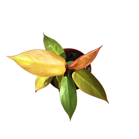 Philodendron 'Prince of Orange'