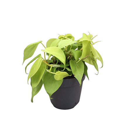 Philodendron Micans 'Lime'