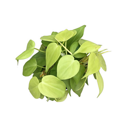 Philodendron Micans 'Lime'