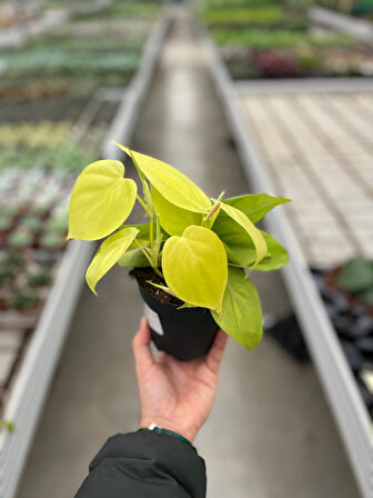 Philodendron Micans 'Lime'