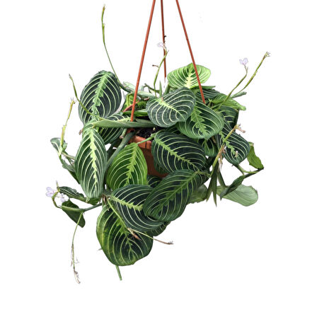 Maranta Leuconeura 'Lemon Lime' (Dua Çiçeği)