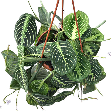 Maranta Leuconeura 'Lemon Lime' (Dua Çiçeği)