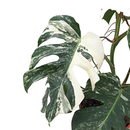 Monstera Deliciosa 'Albo Variegata' (Deve Tabanı)