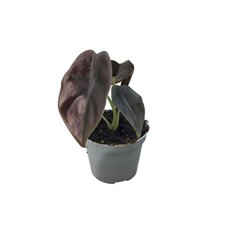 Alocasia Cuprea (Fil Kulağı)