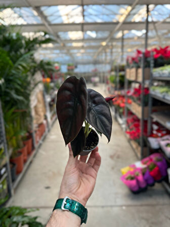 Alocasia Cuprea (Fil Kulağı)