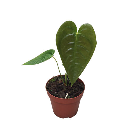 Anthurium Veitchii