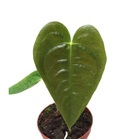 Anthurium Veitchii