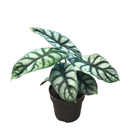 Alocasia Baginda 'Silver Dragon' (Fil Kulağı)