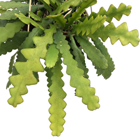 Epiphyllum Anguliger (Atlas Çiçeği)