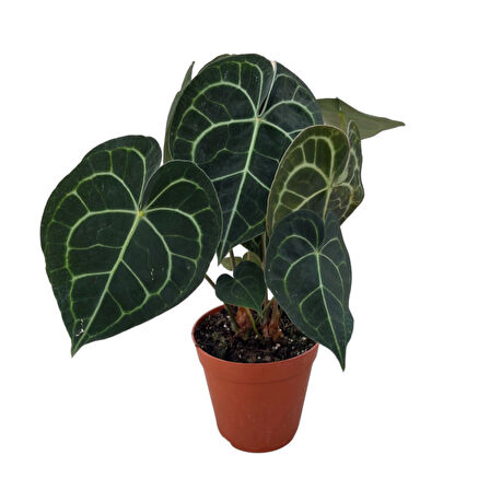 Anthurium Clarinervium