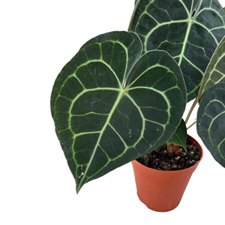 Anthurium Clarinervium