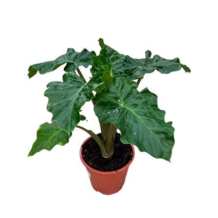 Alocasia 'Low Rider' (Fil Kulağı)