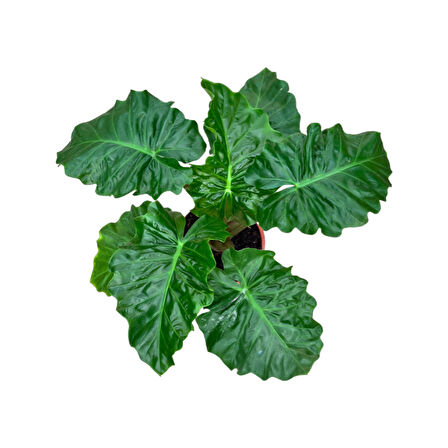 Alocasia 'Low Rider' (Fil Kulağı)