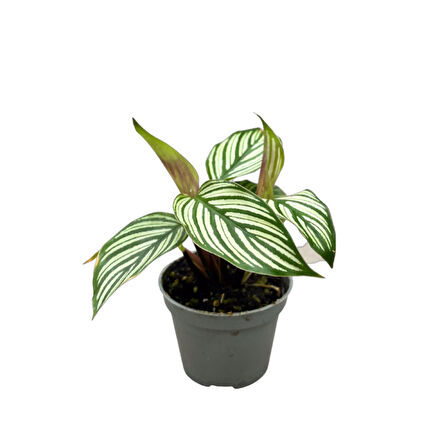 Calathea Elliptica 'Vittata' (Dua Çiçeği)