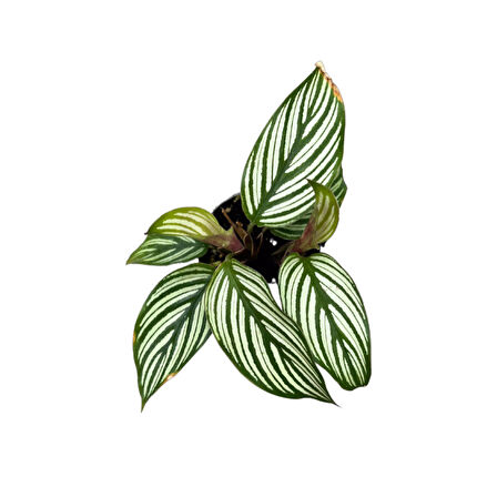 Calathea Elliptica 'Vittata' (Dua Çiçeği)