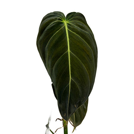 Philodendron Melanochrysum