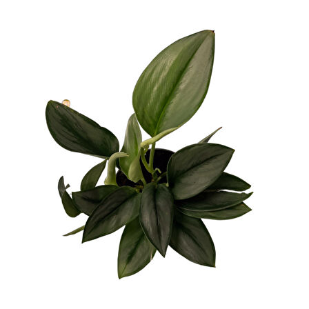 Scindapsus Siamense 'Moonlight' (Potos Sarmaşığı)