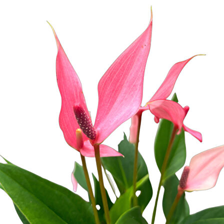 Anthurium Andreanum 'Lilli' (Flamingo Çiçeği)