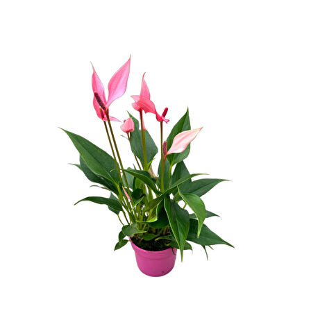 Anthurium Andreanum 'Lilli' (Flamingo Çiçeği)