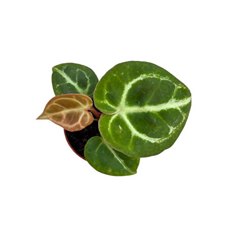 Anthurium Crystallinum 'Silver Blush'