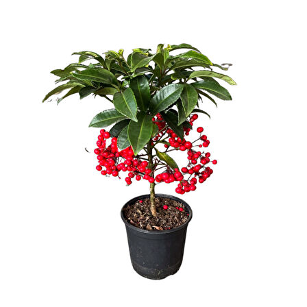 Ardisia Crenata (Ateş Kirazı)