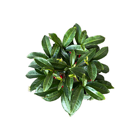 Ardisia Crenata (Ateş Kirazı)