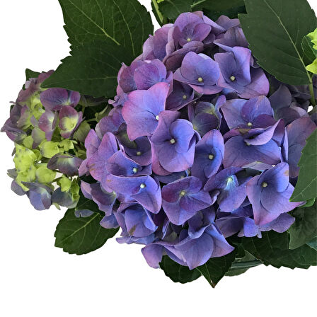 Hydrangea Macrophylla 'Blue' (Mavi Ortanca)