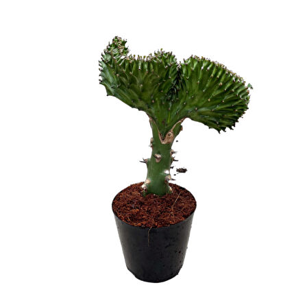 Euphorbia Lactea 'Green Cristata' (Kaktüs)