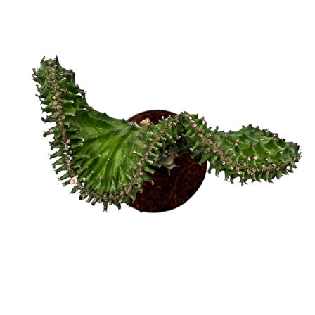Euphorbia Lactea 'Green Cristata' (Kaktüs)